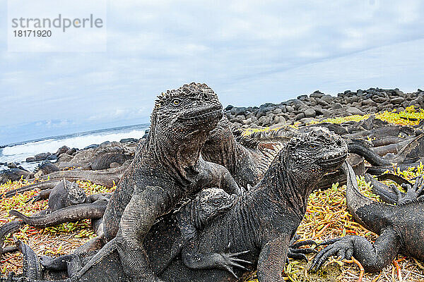 Diese Meeresleguane (Amblyrhynchus cristatus) wurden kurz nach dem Auftauchen aus dem Meer fotografiert  nachdem sie sich einen Morgen lang unter Wasser von Algen ernährt hatten; Galapagos-Inseln  Ecuador