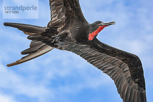 Ein prächtiger Fregattvogel (Fregata magnificens) im Flug über der Insel Santa Cruz  Galapagos Archipel  Ecuador; Galapagos Inseln  Ecuador