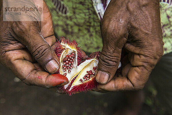 Mitglieder des Yari Yari-Stammes im Kofure-Gebiet öffnen Beeren  um rote Gesichtsfarbe herzustellen; Kofure  Karafe-Distrikt  Papua-Neuguinea