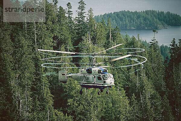 Wirbelnde Blätter eines Hubschraubers  der für die Holzgewinnung eingesetzt wird  füllen die Luft  während er über Clayoquot Sound und Vancouver Island  BC  Kanada  fliegt; British Columbia  Kanada