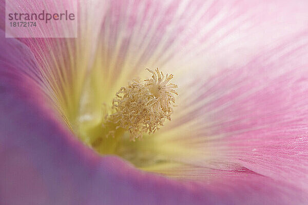 Nahaufnahme der Blüte der Stockrose (Alcea rosea) im Garten im Sommer  Deutschland