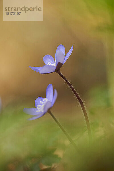 Nahaufnahme des Gewöhnlichen Leberblümchens (Anemone hepatica) auf dem Waldboden im zeitigen Frühjahr  Oberpfalz  Bayern  Deutschland