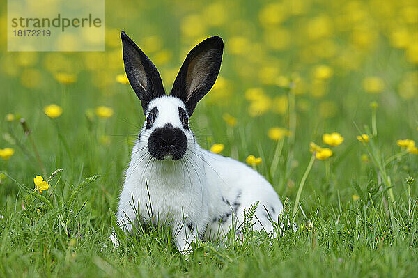 Portrait of Baby Rabbit in Spring Meadow with Flowers  Bavaria  Germany