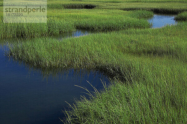 Übersicht über Feuchtgebiete  Gray's Beach  Yarmouth  Cape Cod  Massachusetts  USA