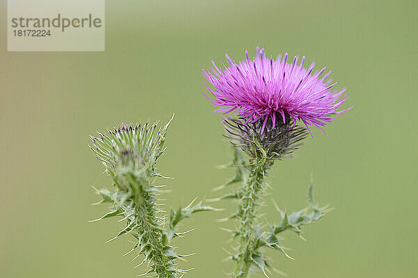 Nahaufnahme der Blüte der Sumpfdistel (Cirsium palustre) im Herbst