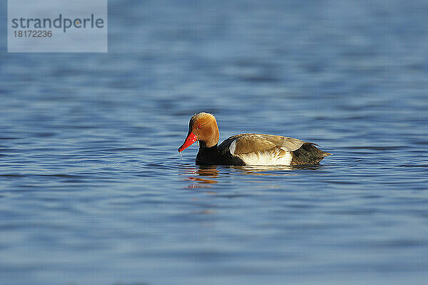 Tafelente (Netta rufina) im Frühling  Illmitz  Neusiedler See  Burgenland  Österreich