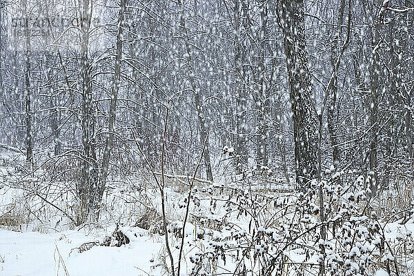 Wald im Schnee  Petrie Island  Ottawa  Ontario  Kanada