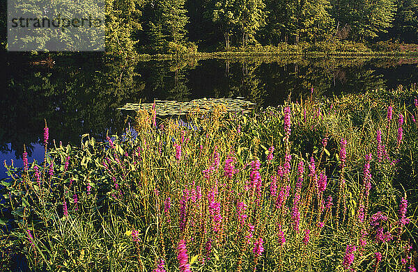 Teich  North Village  New Hampshire  USA