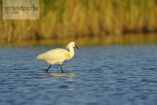 Europäischer Löffler (Platalea leucorodia) im Frühling  Illmitz  Neusiedler See  Burgenland  Österreich