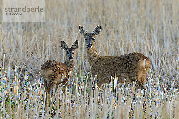 Westliches Reh (Capreolus capreolus)  Reh mit Rehkitz  Hessen  Deutschland  Europa