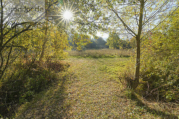 Weg mit Sonne im Herbst  Mondfeld  Wertheim  Main-Tauber-Kreis  Baden-Württemberg  Deutschland