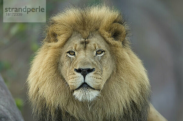 Porträt eines afrikanischen Löwen (Panthera leo) im Sedgwick County Zoo; Wichita  Kansas  Vereinigte Staaten von Amerika