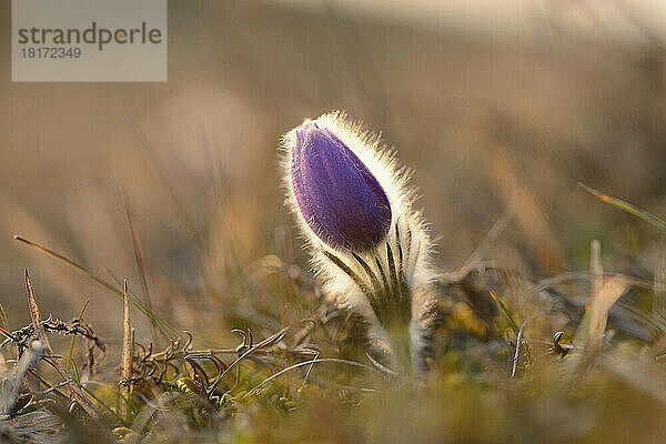 Blüte von Pulsatilla (Pulsatilla vulgaris) im Grünland im zeitigen Frühjahr  Oberpfalz  Bayern  Deutschland