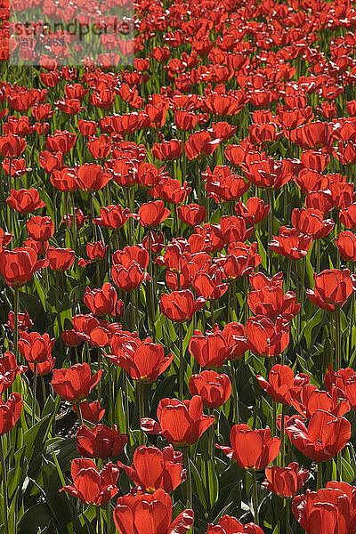 Tulpen  Commissioners Park am Dow's Lake  Ottawa  Ontario  Kanada