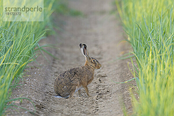 Profilporträt eines Feldhasen (Lepus europaeus)  der in einer Furche eines Zwiebelfeldes in Hessen sitzt