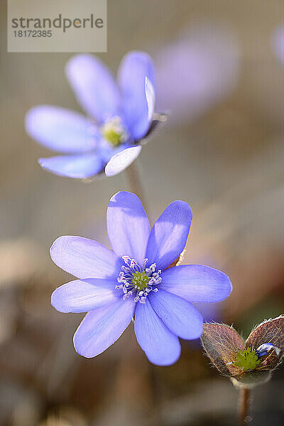 Nahaufnahme der Blüten der Leberblümchen (Anemone hepatica) im Wald an einem sonnigen Frühlingsabend  Oberpfalz  Bayern  Deutschland