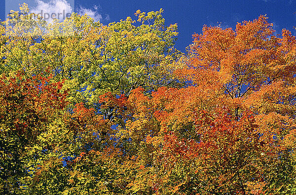 Herbstlaub  Gatineau Park  Quebec  Kanada