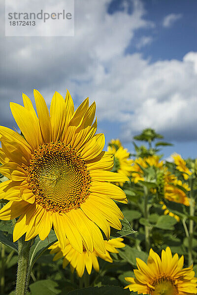 Sonnenblumen  Ottawa  Ontario  Kanada