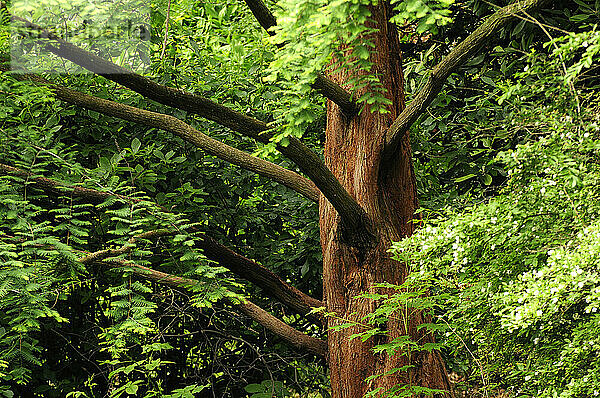 Stamm und Äste eines Urweltmammutbaums  Metasequoia glyptostroboides.; Cambridge  Massachusetts.