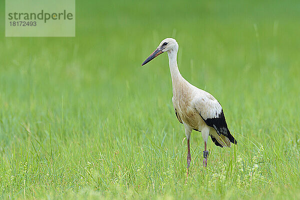 Weißstorch (Ciconia ciconia) auf Wiese  Hessen  Deutschland