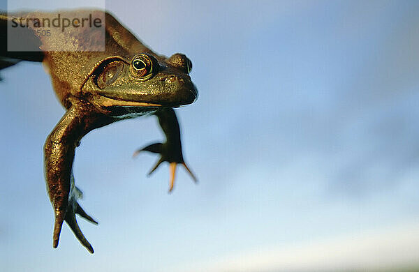 Der Frosch wird vor einen blauen Himmel gehalten; Lincoln  Nebraska  Vereinigte Staaten von Amerika