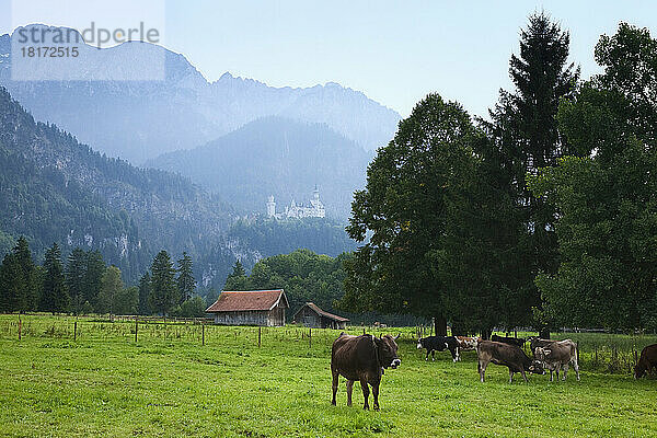 Kühe auf der Wiese  Schloss Neuschwanstein im Hintergrund  Schwangau  Bayern  Deutschland