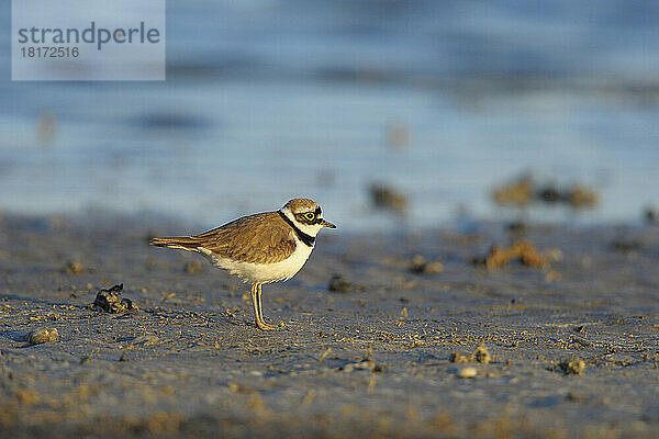 Flussregenpfeifer (Charadrius dubius) im Frühling  Illmitz  Neusiedler See  Burgenland  Österreich