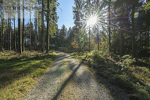 Waldweg mit Sonne im Herbst  Deutschland