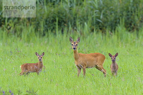 Reh (Capreolus capreolus) Reh mit Kitzen auf der Wiese  Hessen  Deutschland