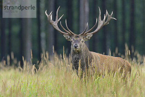 Männlicher Rothirsch (Cervus elaphus) im Herbst  Deutschland