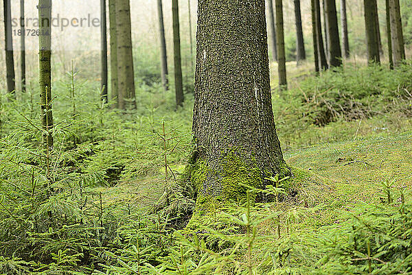 Gemeine Fichte (Picea abies) Baumstämme im Wald  Oberpfalz  Bayern  Deutschland