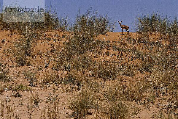 Damara Dik-Dik Kalahari Gemsbok Nationalpark Südafrika