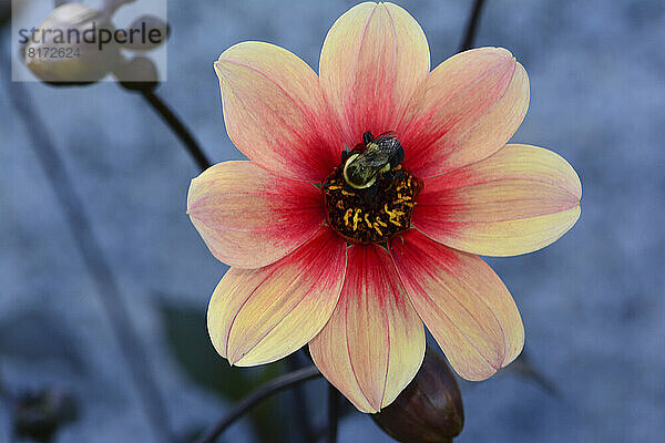 Nahaufnahme einer Dahlienblüte mit einer Hummel.; Belmont  Massachusetts  USA.