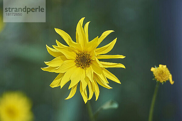 Nahaufnahme der Blüten von Topinambur (Helianthus tuberosus) im Spätsommer  Deutschland