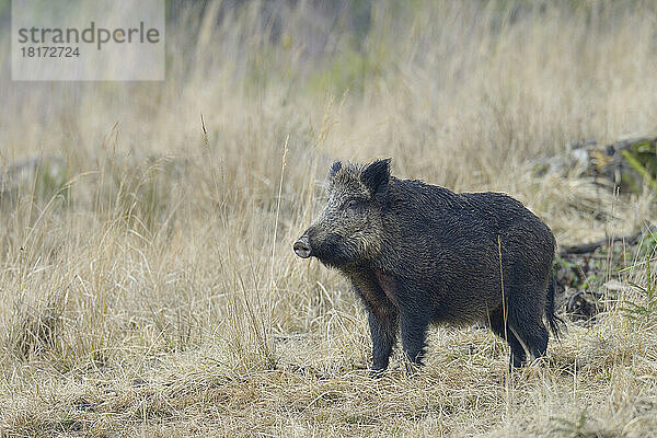 Weibliches Wildschwein (Sus scrofa)  Spessart  Bayern  Deutschland