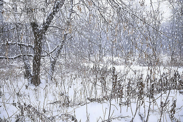 Wald im Schnee  Petrie Island  Ottawa  Ontario  Kanada