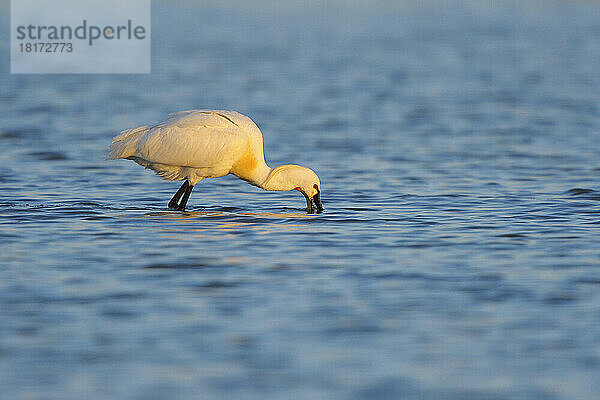 Europäischer Löffler (Platalea leucorodia) im Frühling  Illmitz  Neusiedler See  Burgenland  Österreich