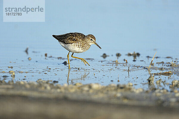 Bruchwasserläufer (Tringa glareola) im Frühling  Illmitz  Neusiedler See  Burgenland  Österreich