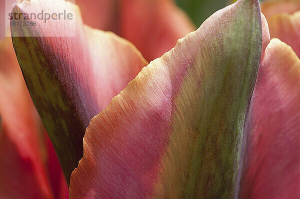 Close up of parrot tulip petals.; Bristol  Rhode Island.