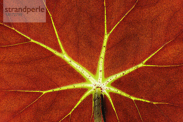 Nahaufnahme des Blattes der Begonie (Begonia erytrophylla)  Studioaufnahme