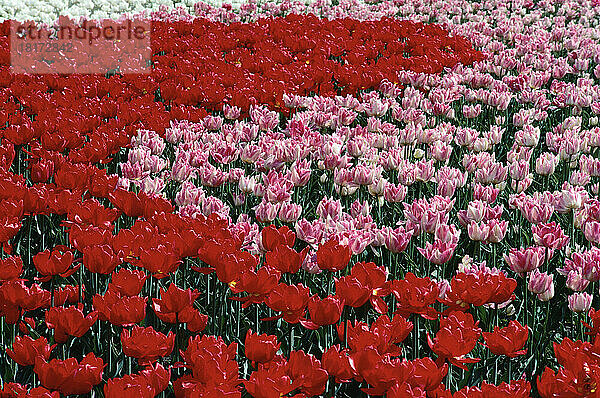Tulpen  Ottawa  Ontario  Kanada