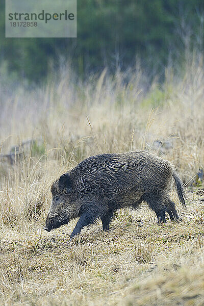 Wildschwein (Sus scrofa) Tusker  Spessart  Bayern  Deutschland