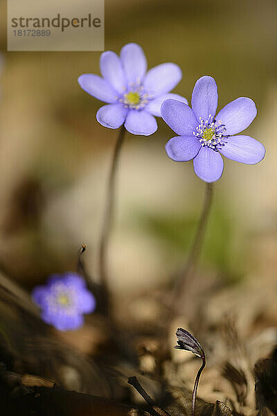 Nahaufnahme der Blüten der Leberblümchen (Anemone hepatica) im Wald an einem sonnigen Frühlingsabend  Oberpfalz  Bayern  Deutschland