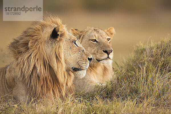 Afrikanischer Löwe und Löwin (Panthera leo) liegen im Gras im Okavango-Delta in Botswana  Afrika