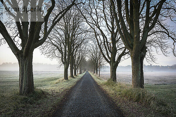 Von Kastanienbäumen gesäumte Straße an einem nebligen Morgen im Herbst in Hessen  Deutschland