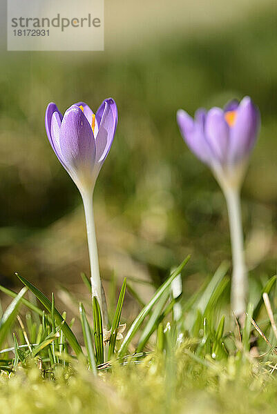 Frühlingskrokus (Crocus vernus) im Grünland im zeitigen Frühjahr  Oberpfalz  Bayern  Deutschland