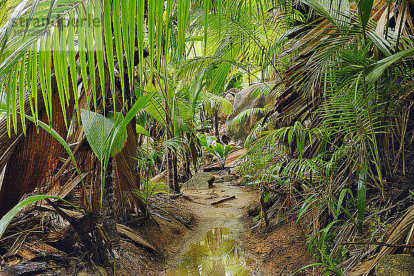 Weg durch den Regenwald  Naturschutzgebiet Vallee de Mai  Praslin  Seychellen