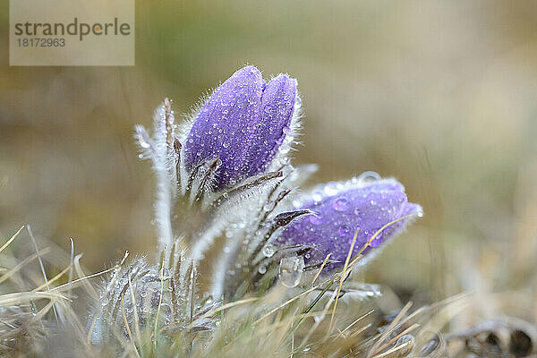 Pulsatilla (Pulsatilla vulgaris) blüht im Grasland an einem regnerischen Abend im frühen Frühling  Oberpfalz  Bayern  Deutschland