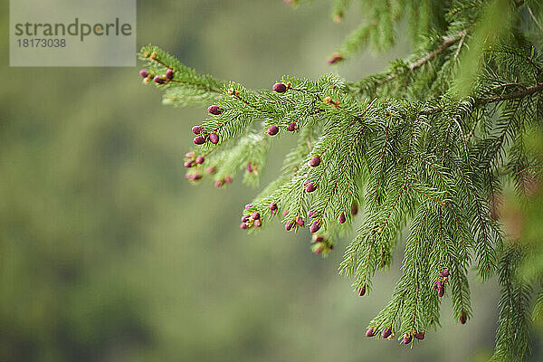 Nahaufnahme der Zapfen der jungen Fichte (Picea abies) im Frühling  Bayern  Deutschland