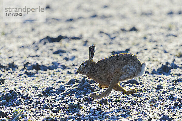 Europäischer Feldhase (Lepus europaeus) auf dem Feld im Winter  Hessen  Deutschland